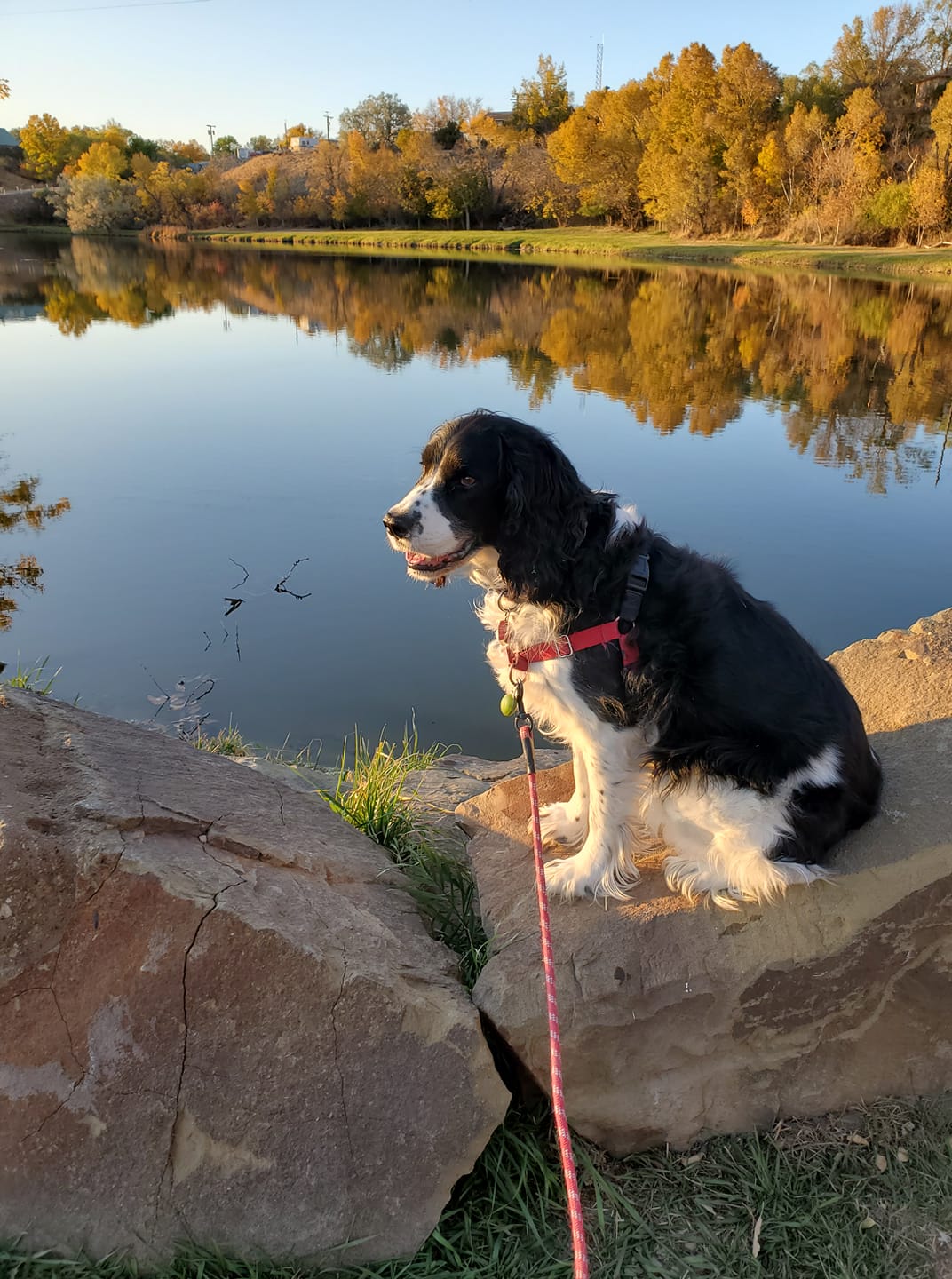 Springer at the Chief Joseph Pond
